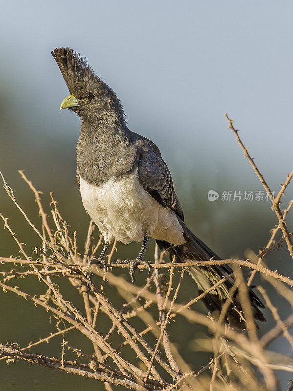 白腹离去鸟(Corythaixoides leucogaster)是一种分布广泛的非洲turaco科鸟类。肯尼亚桑布鲁国家保护区。